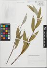 Foto von Salix fragilis L.